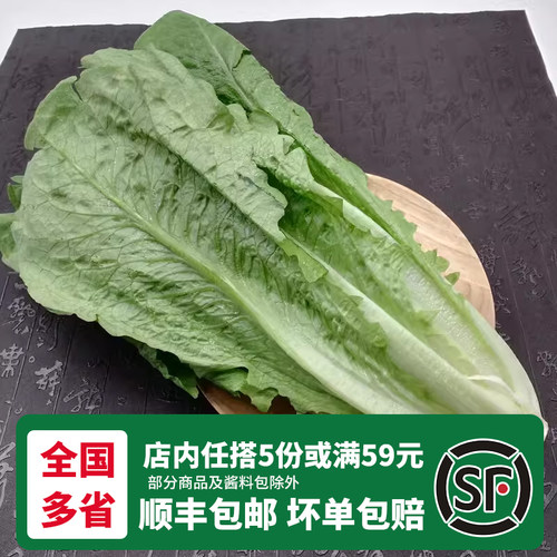 新鲜罗马生菜中西餐厅罗文罗纹绿色散叶健身即食沙拉蔬菜顺丰速运 - 图0