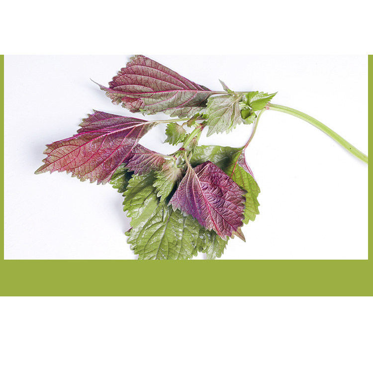 新鲜食用紫苏叶烤肉横县鱼生青配料去腥增香炒螺鲜料配料一份包邮,淘宝优惠券,粉丝福利购,淘宝优惠卷