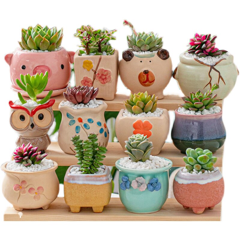 多肉植物含盆带土好养易活新手组合套餐肉肉盆栽室内防辐射绿植