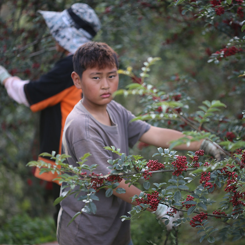 涛胖花椒油400ml包邮 正品四川洪雅特产汉源特麻红花椒油调味油,淘宝优惠券,粉丝福利购,淘宝优惠卷