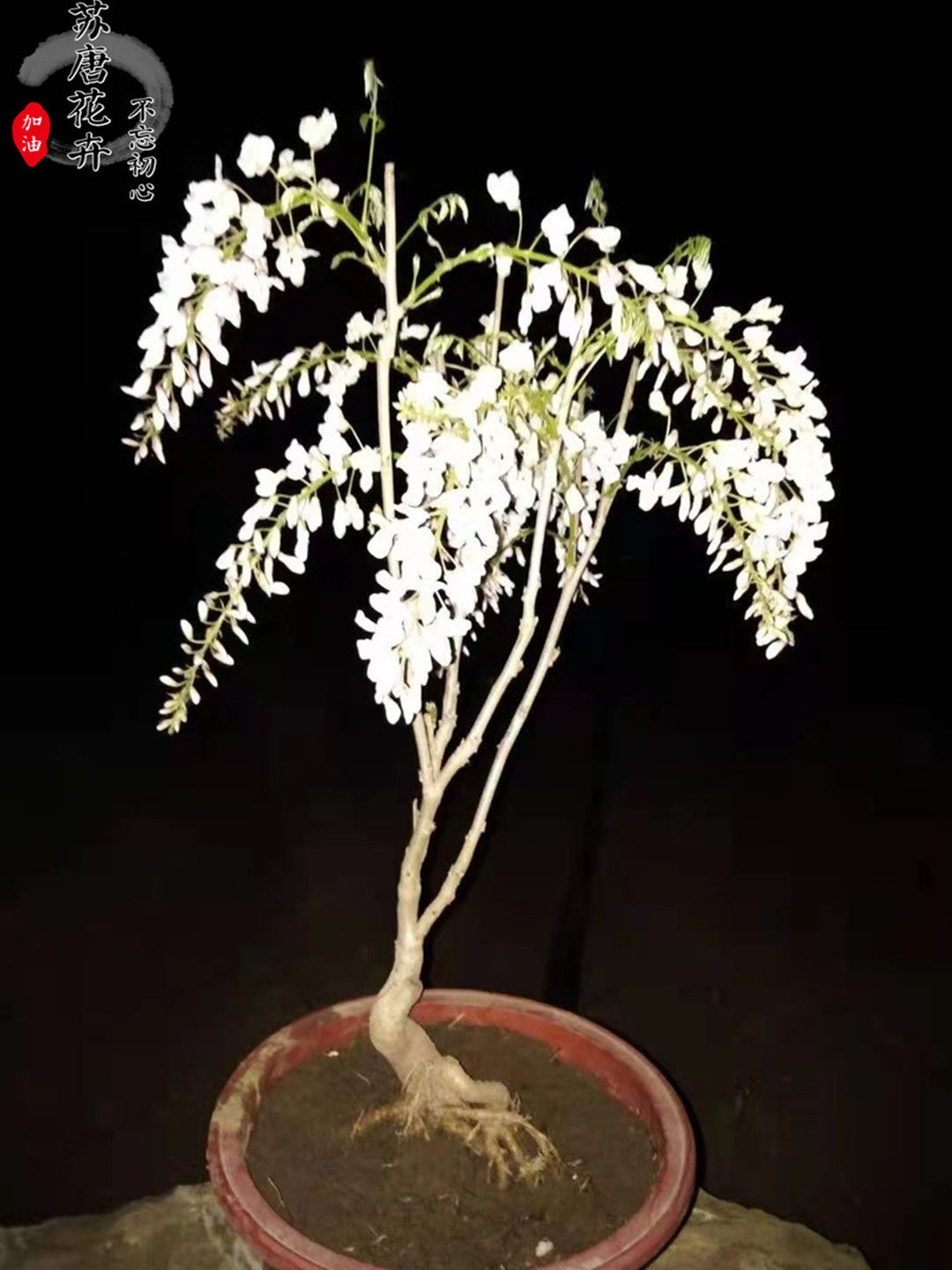 麝香藤紫藤花嫁接叶片枝条裸根喜光花卉阳台庭院净化空气爬藤植物