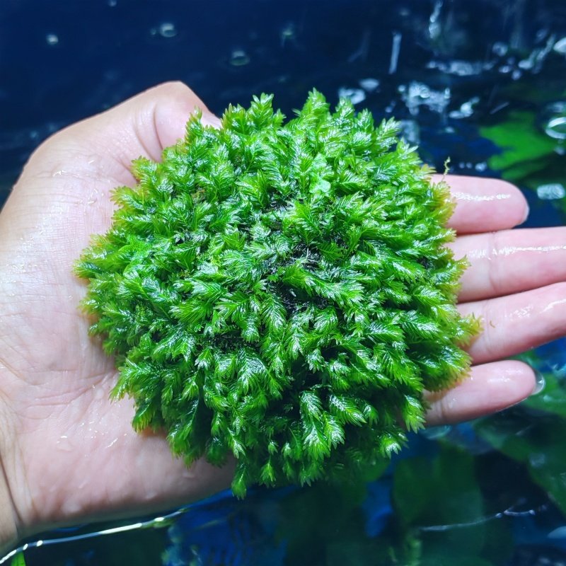 凤尾莫斯半球水草鱼缸新手懒人沉木造景装饰大三角阴性好养植物,淘宝优惠券,粉丝福利购,淘宝优惠卷