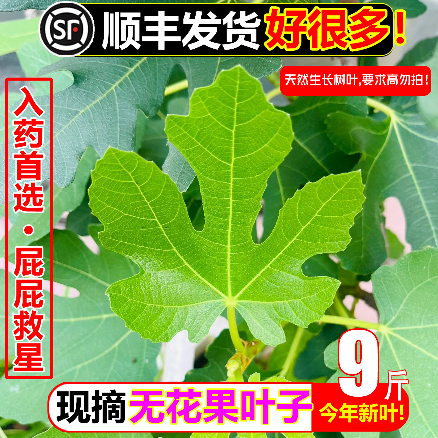 顺丰新鲜无花果树叶子9斤保鲜枝茎鲜叶熏洗保鲜药用坐浴熏洗干疮
