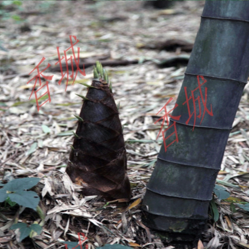 大型巨龙竹竹子苗楠竹苗竹笋苗巨龙竹竹苗毛竹苗竹鞭庭院户外种植 - 图3