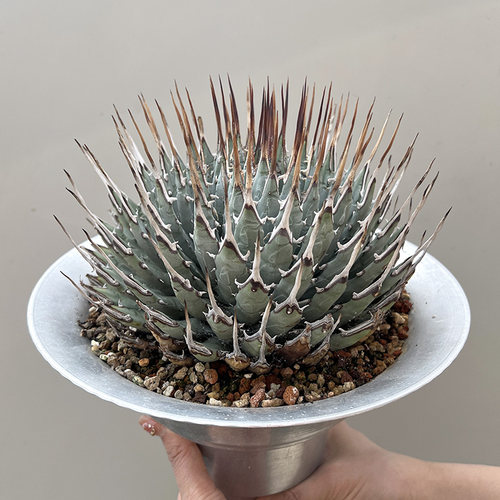 植物员外 妖炎Agave utahensis一物一拍 龙舌兰多肉组合盆栽 - 图0