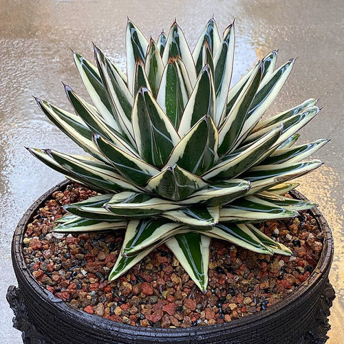 植物员外 冰山龙舌兰 Agave victori一物一拍 精品白覆伦多肉盆栽 - 图1