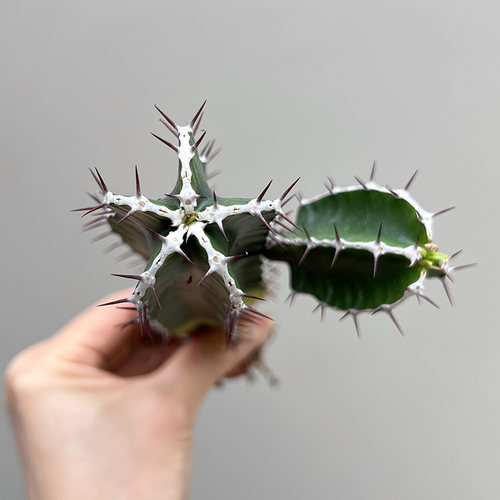 植物员外 火山大戟群生一物一拍 珍稀块根大戟科仙人柱盆栽绿植 - 图2