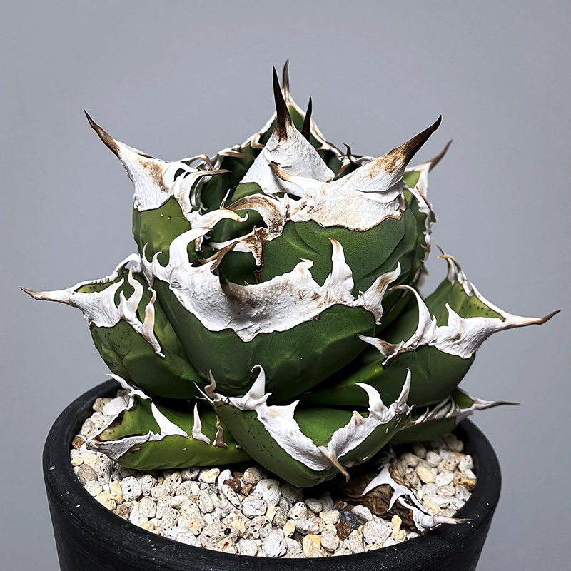 植物员外 立可白Agave titanota sad一物一拍 白钻石仁王冠龙舌兰 - 图1