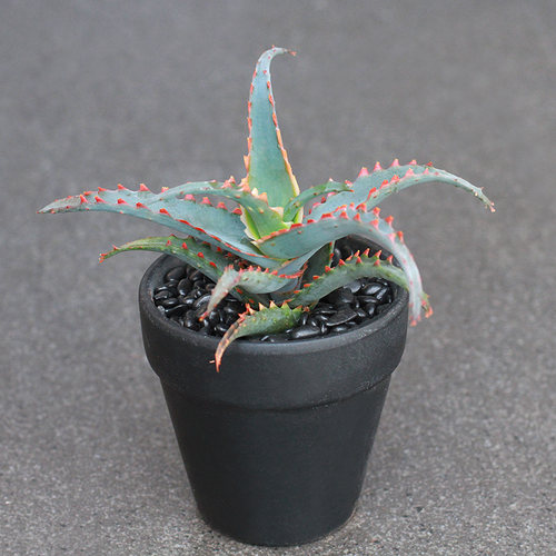 植物员外 超级蓝芦荟一物一拍 蓝底红色锯齿边多肉植物组合盆栽 - 图2