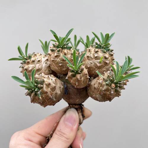植物员外 峨眉山群生一物一拍 小菠萝大戟科块根多肉植物阳台盆栽 - 图1