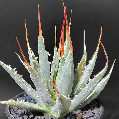 植物员外 妖炎Agave utahensis一物一拍 龙舌兰多肉组合盆栽 - 图1