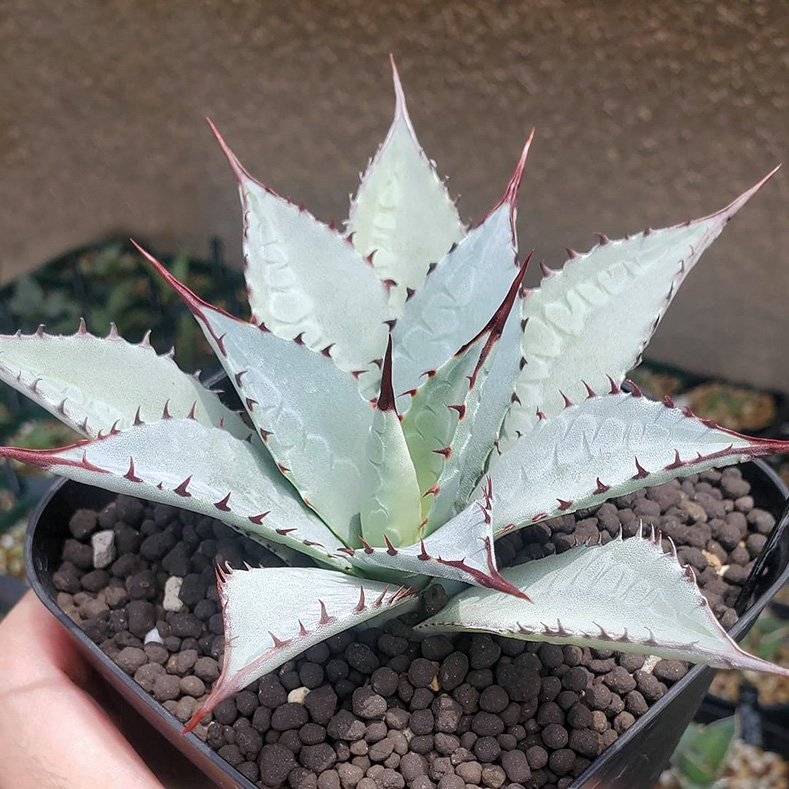 植物员外 羽扇之舞一物一拍 蓝肌白粉屈原之舞杂血雨龙舌兰盆栽 - 图1