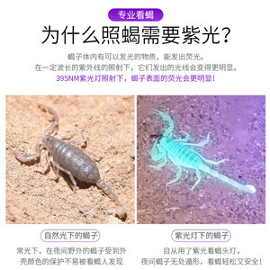 银诺蝎子灯充电手提手电筒超亮户外照蝎子强光紫光专用灯超长续航