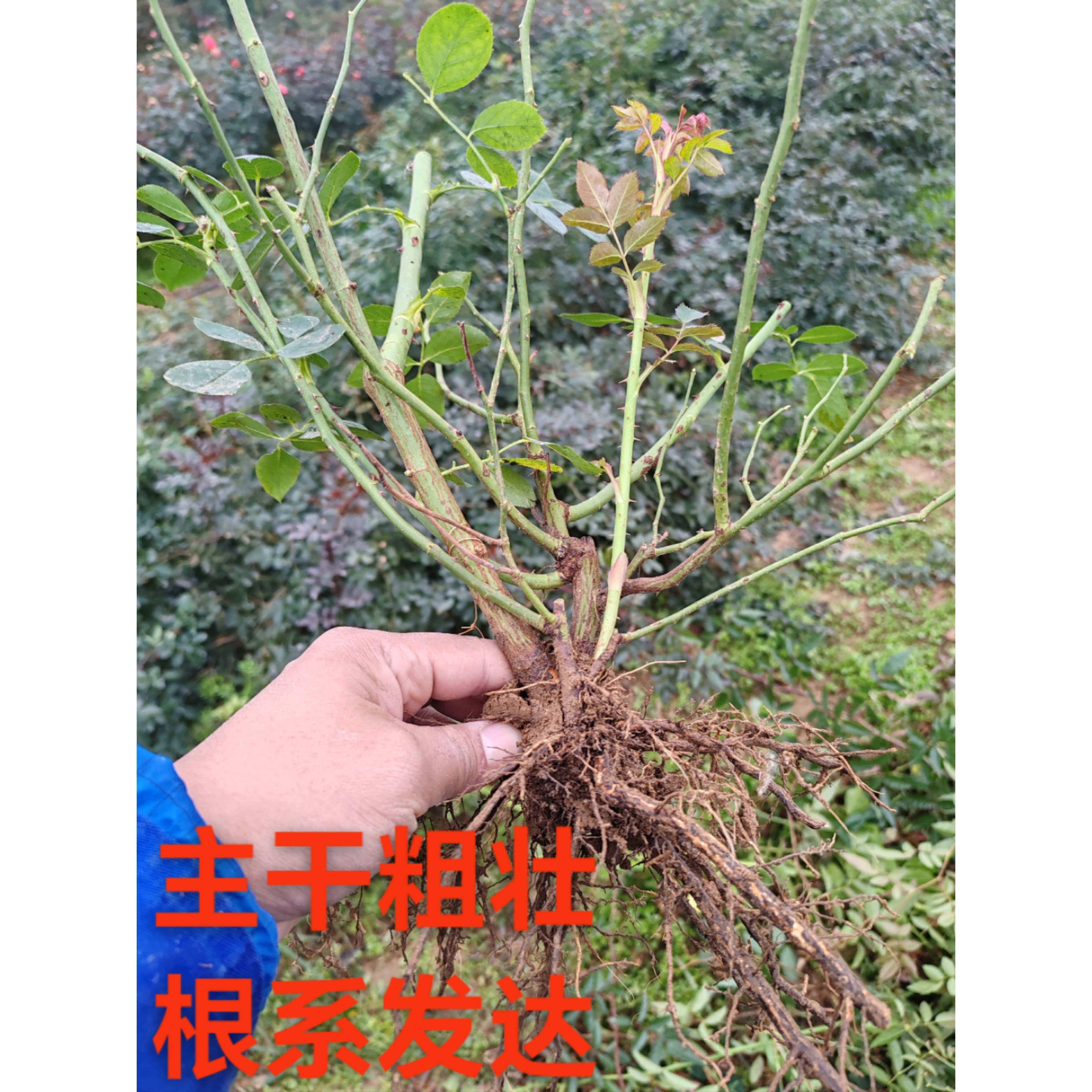 南阳伊诺月季国月大花灌木浓香庭院丰花多头盆栽地栽,淘宝优惠券,粉丝福利购,淘宝优惠卷