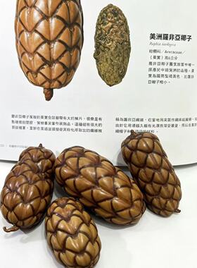 南美酒椰尤西果天然植物果实酒椰果装饰摆件进口干果