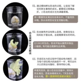 Динозавр, маленький трансформер, игрушка, тираннозавр Рекс, подарок на день рождения