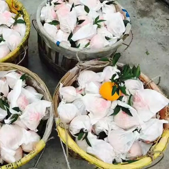 现摘四川春见耙耙柑新鲜水果5斤包邮金堂三溪脐橙柑橘橙子可采摘,淘宝优惠券,粉丝福利购,淘宝优惠卷