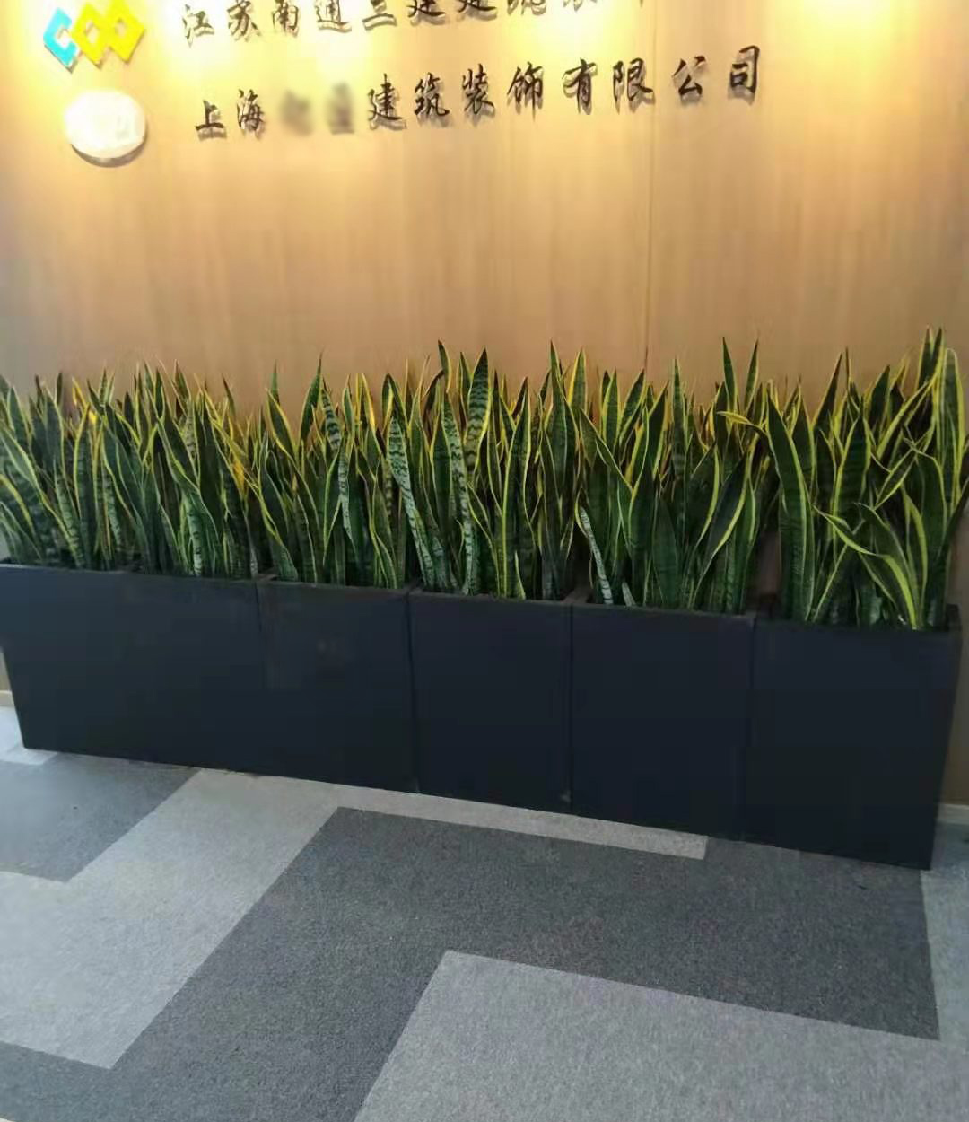 大型金边虎皮兰盆栽耐干室内绿植吸甲醛净化空气植物晚上释放氧气 - 图1