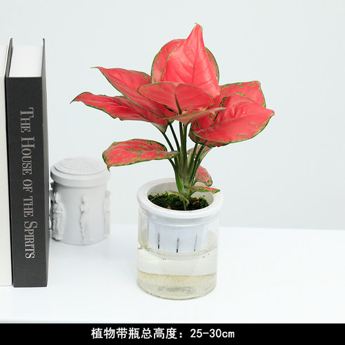 【水培植物集合】已养出水生根 好养室内桌面小植物绿萝发财树绿 - 图2