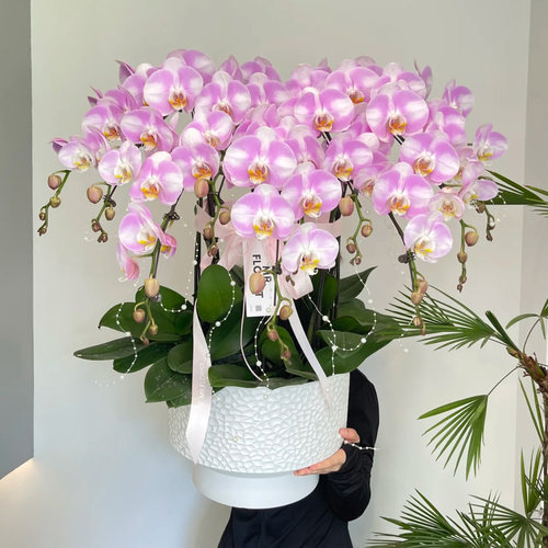 【特级大花蝴蝶兰集合】年宵花卉开业乔迁盆栽高档礼品植物上海 - 图2