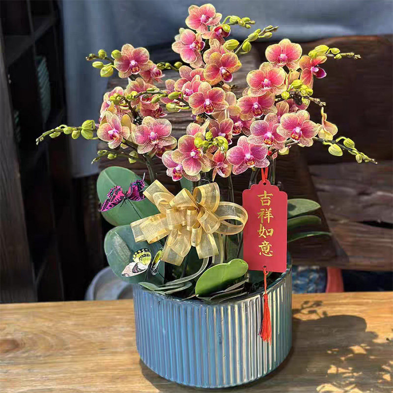 【特级中小花蝴蝶兰集合】阿玛宝贝富贵鸟樱花黄金树金蝶高档盆景