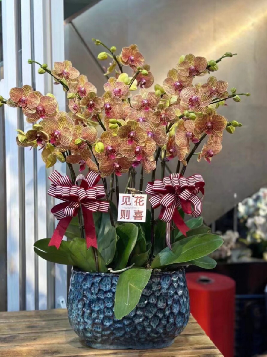 10支橙色蝴蝶兰盆栽 鲜活植物真花 高档礼品送礼花卉上海送货上门