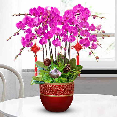 【特级大花蝴蝶兰集合】年宵花卉开业乔迁盆栽高档礼品植物上海 - 图3