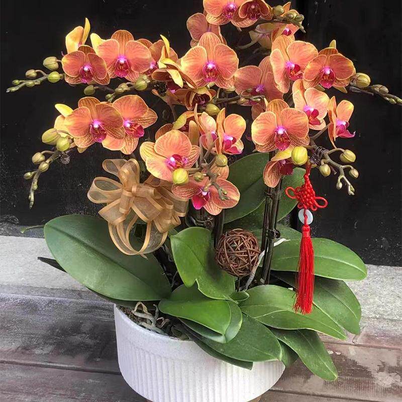 【特级中小花蝴蝶兰集合】阿玛宝贝富贵鸟樱花黄金树金蝶高档盆景