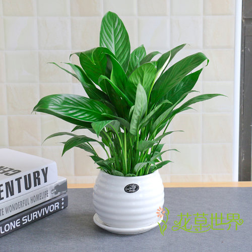 白掌盆栽又名一帆风顺白鹤芋花期长净化空气植物室内卧室办公室 - 图0