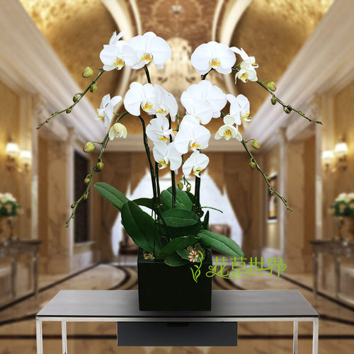 精品纯白色蝴蝶兰 观花植物开业乔迁花卉礼品 年宵绿植盆栽 - 图2