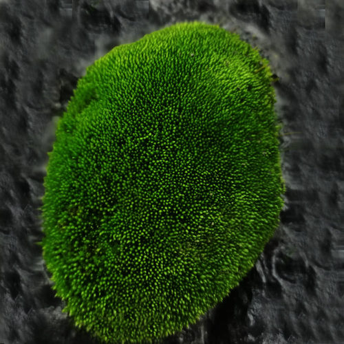 鲜活苔藓微景观生态瓶diy白发藓盆景假山装饰水陆缸植物材料青苔 - 图0