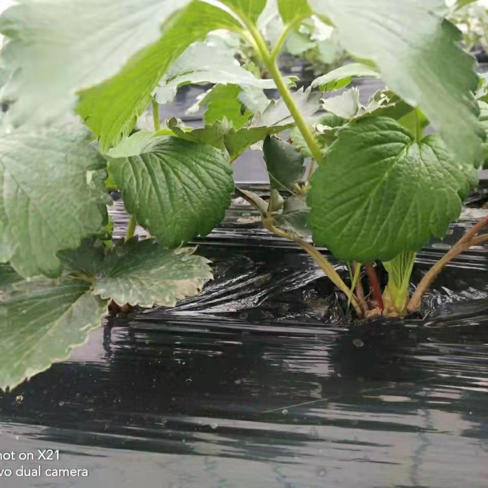 黑地膜除草膜农用加厚黑膜大棚蔬菜果园用保温保湿白膜银黑反光膜 - 图1