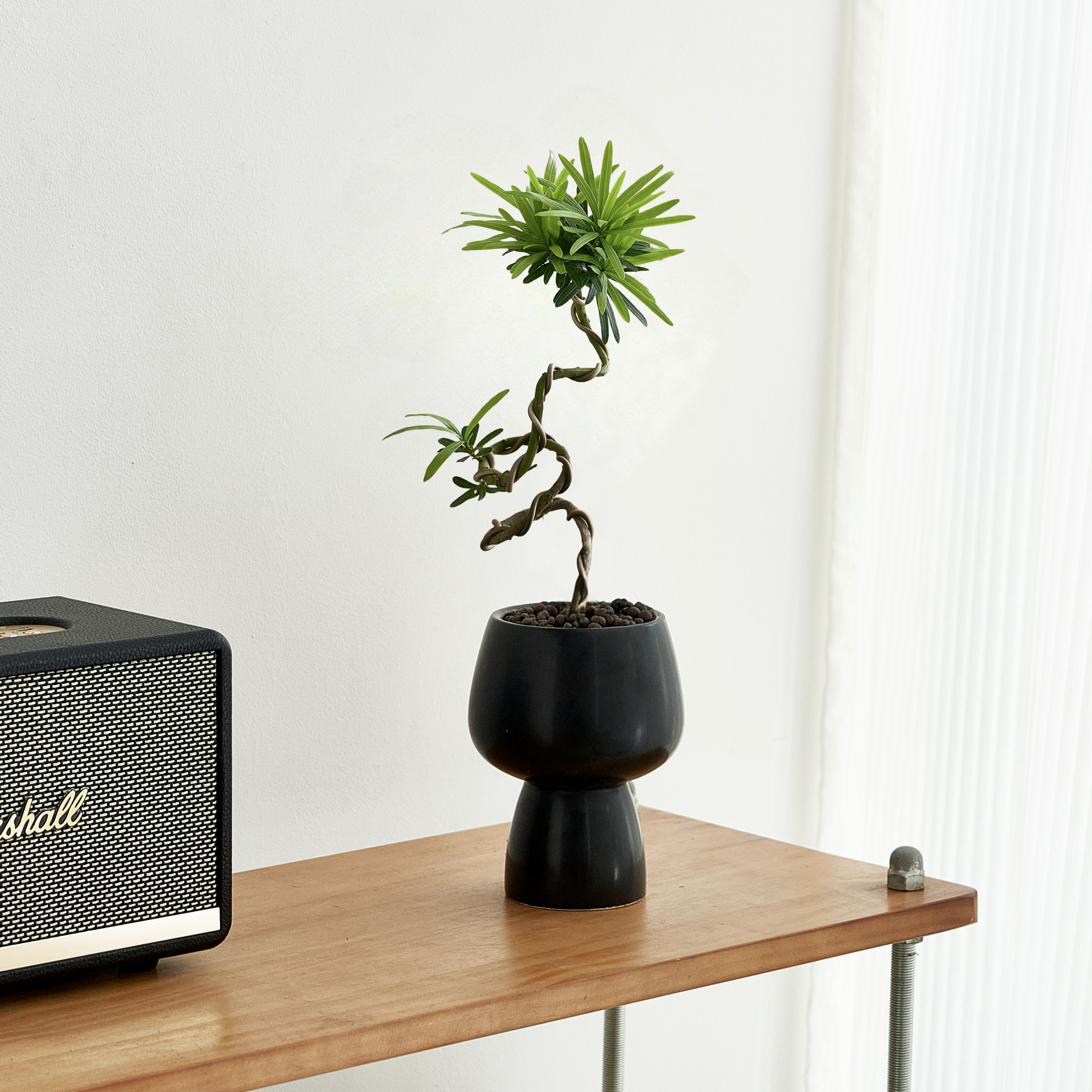 造型罗汉松好养活新中式侘寂风植物室内桌面绿植盆栽茶几摆件茶室 - 图2