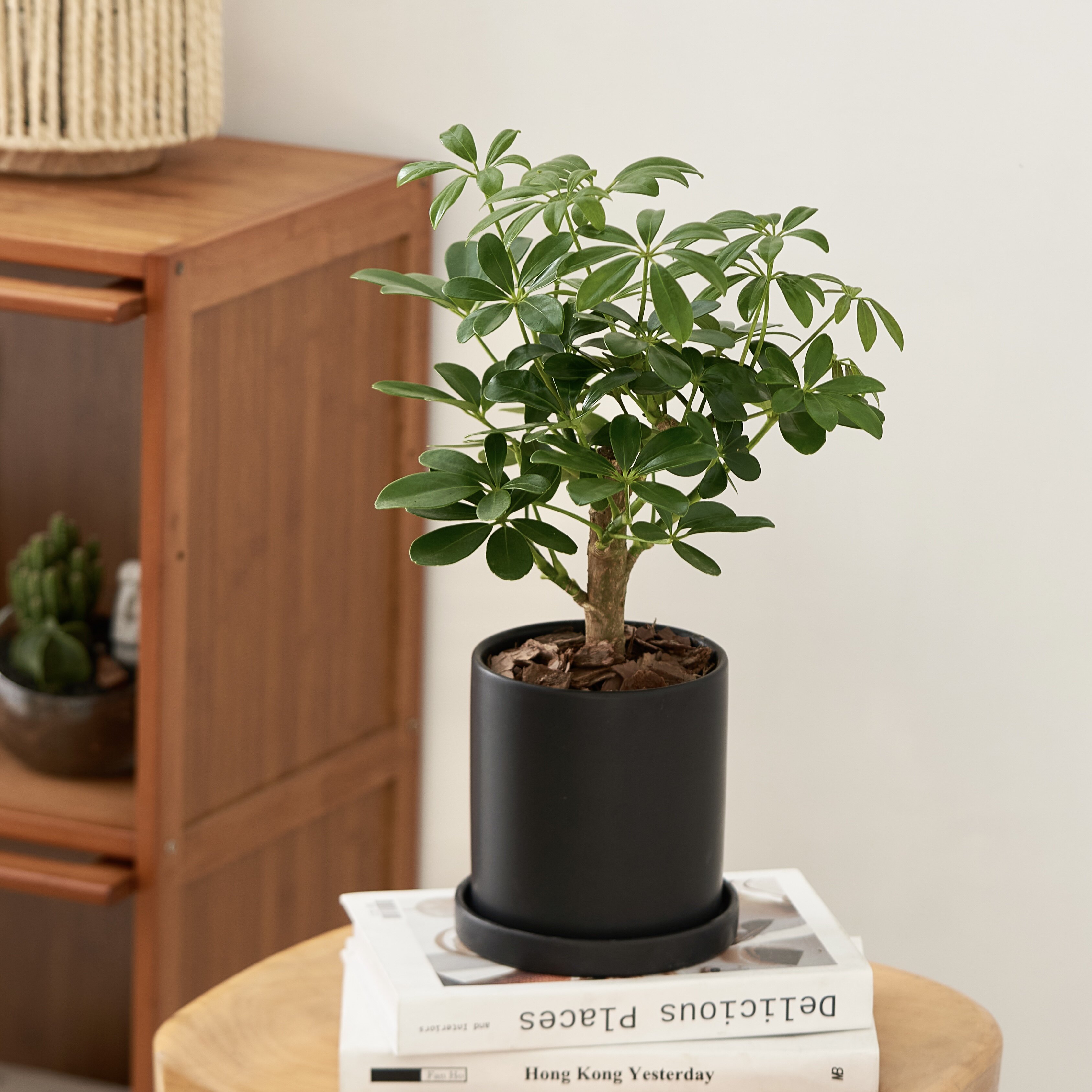 鹅掌柴老桩台湾鸭脚木植物耐阴客厅盆栽绿植家居室内八方来财桌面
