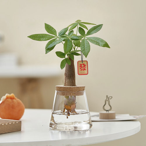 水培植物发财树办公室内招财绿植摆件桌面小盆栽净化空气好养耐阴 - 图2