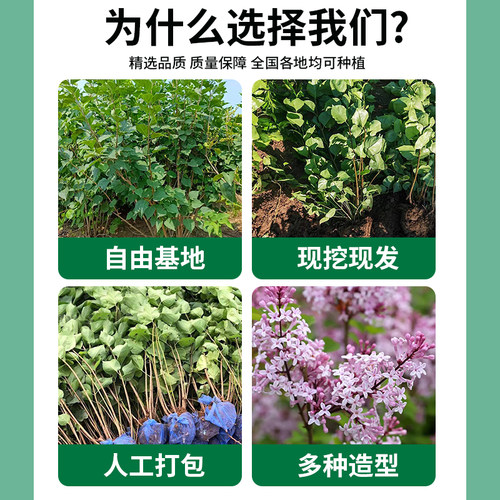 紫丁香花树苗阳台盆栽庭院地栽欧洲花卉室外绿植四季耐寒易活开花 - 图3