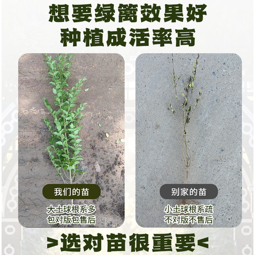 金叶小叶女贞树苗篱笆四季常青庭院植物绿化苗木耐寒植物无病虫害 - 图3