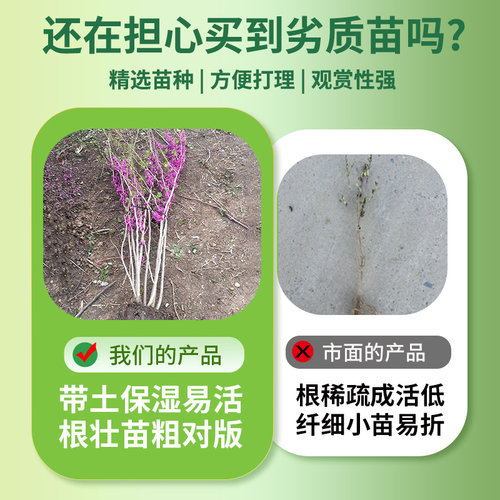 紫荆花树苗庭院种植大盆栽带花发货紫金室外绿植耐寒花卉绿化植物 - 图2