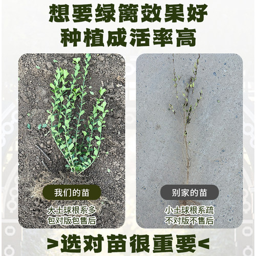 胶东卫矛树苗北方绿篱工程苗四季常青冬青卫矛庭院种植绿化苗木 - 图3