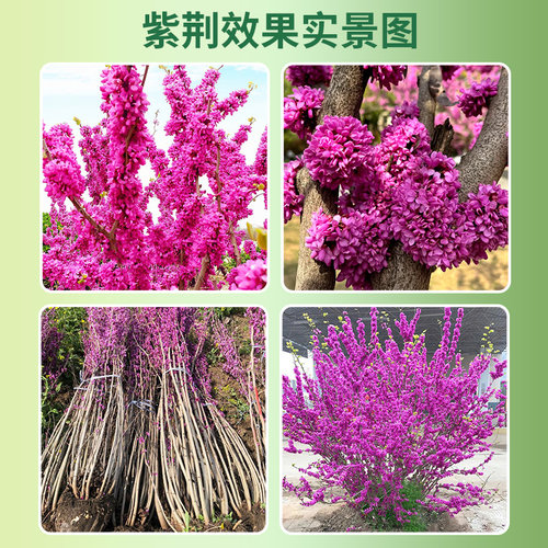 紫荆花树苗庭院种植大盆栽带花发货紫金室外绿植耐寒花卉绿化植物 - 图3