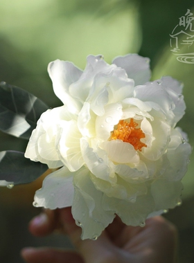 白牡丹热缩花簪钗子新中式国风