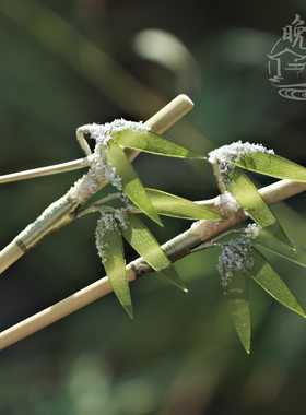 雪竹热缩片竹子发簪步摇国风中式