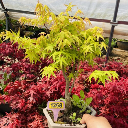 【缘友之家】黄缘龟环境造景植物 红枫 黄金枫 海棠 乌龟陆地植物 - 图0