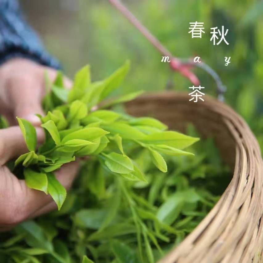 包邮2024春秋茶德庆龙母故乡特级绿茶高山云雾茶汤黄绿茶叶回甘味 - 图0