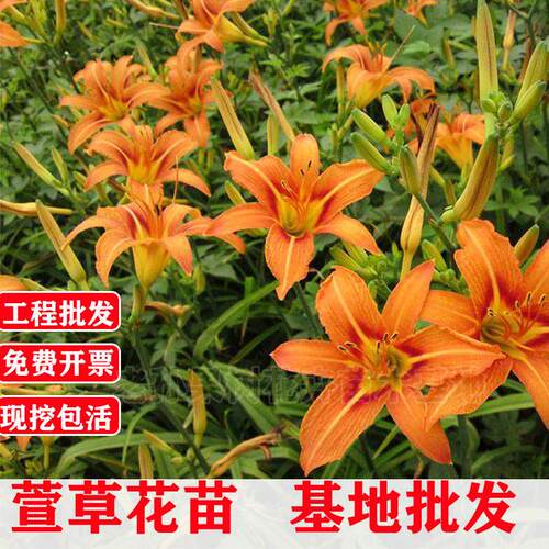 金娃娃大花萱草花苗耐阴耐寒植物室外庭院四季好养玉簪多年生花卉 - 图1