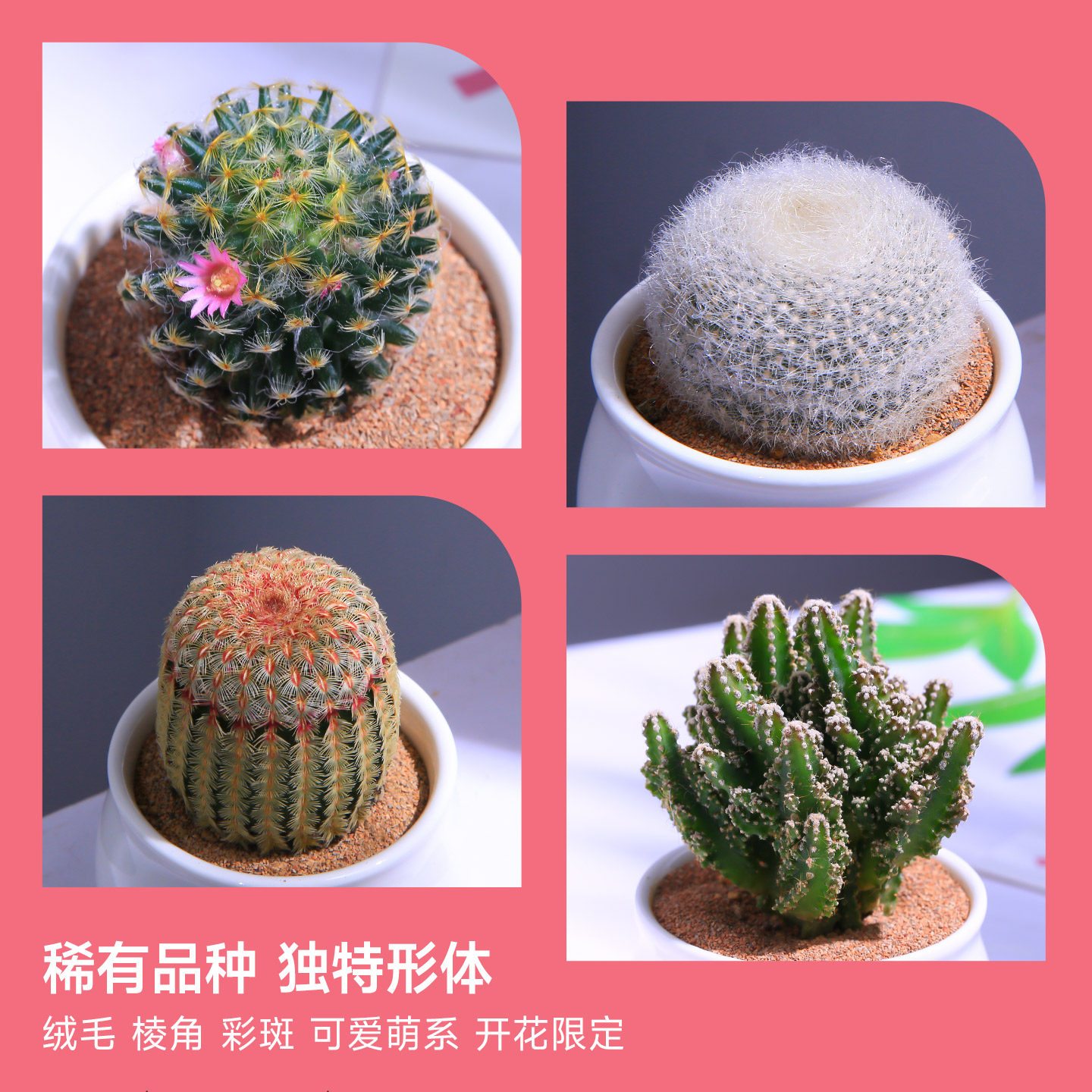 仙人球多肉植物仙人掌组合肉肉桌面小盆栽懒人花卉新手入门花卉,淘宝优惠券,粉丝福利购,淘宝优惠卷