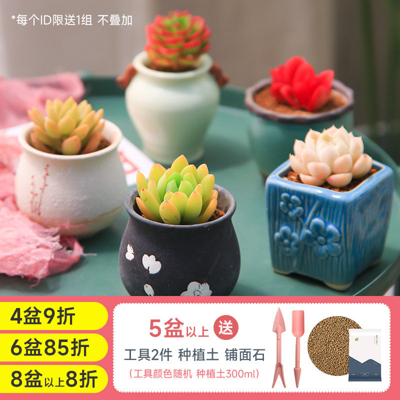 多肉植物花盆套装组合盆栽绿植花卉室内多肉开学小盆栽包邮幼儿园,淘宝优惠券,粉丝福利购,淘宝优惠卷
