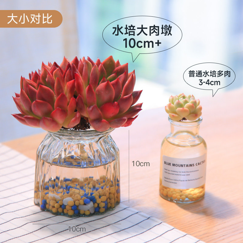 大尺寸水培多肉植物套餐好养耐活办公室多肉盆栽无土懒人植物绿植,淘宝优惠券,粉丝福利购,淘宝优惠卷