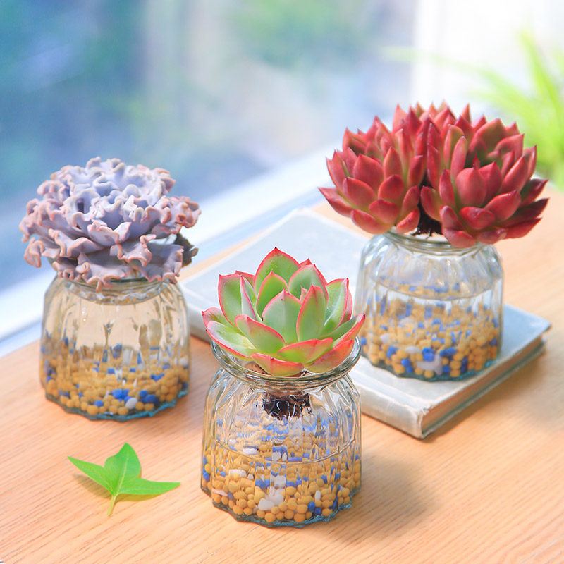 大尺寸水培多肉植物套餐好养耐活办公室多肉盆栽无土懒人植物绿植,淘宝优惠券,粉丝福利购,淘宝优惠卷
