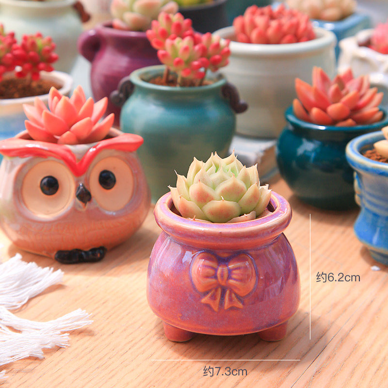 多肉植物花盆套装组合盆栽绿植花卉室内多肉开学小盆栽包邮幼儿园,淘宝优惠券,粉丝福利购,淘宝优惠卷